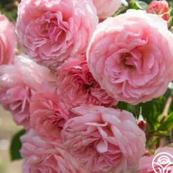 Sexy Rexy®>Heirloom Roses