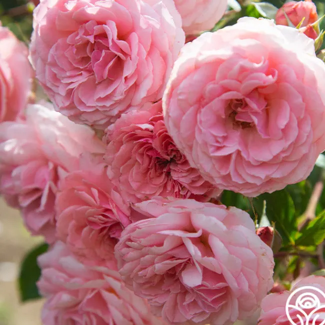 Sexy Rexy®>Heirloom Roses