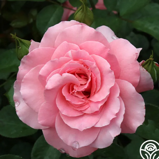 Sexy Rexy®>Heirloom Roses