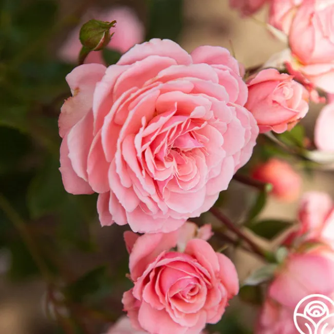 Sexy Rexy®>Heirloom Roses