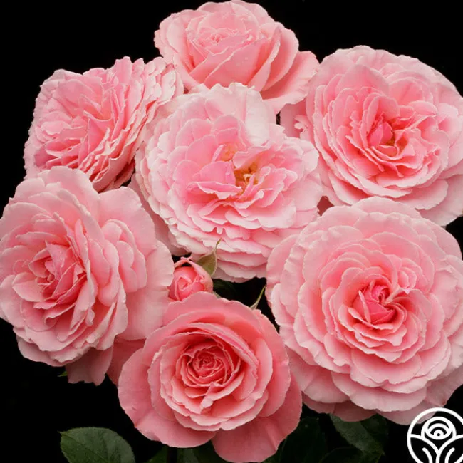 Sexy Rexy®>Heirloom Roses