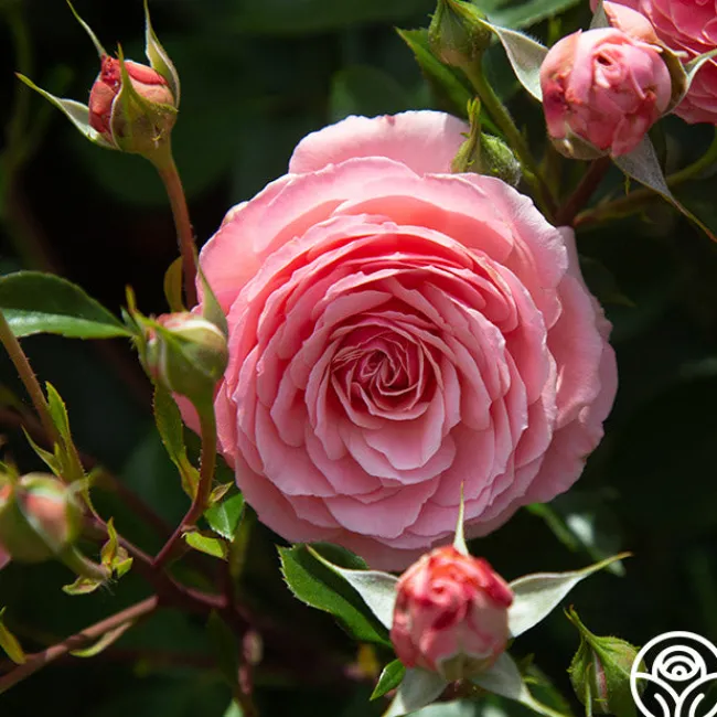Sexy Rexy®>Heirloom Roses
