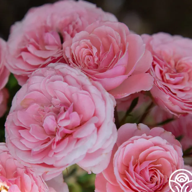Sexy Rexy®>Heirloom Roses