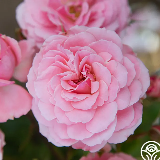 Sexy Rexy®>Heirloom Roses
