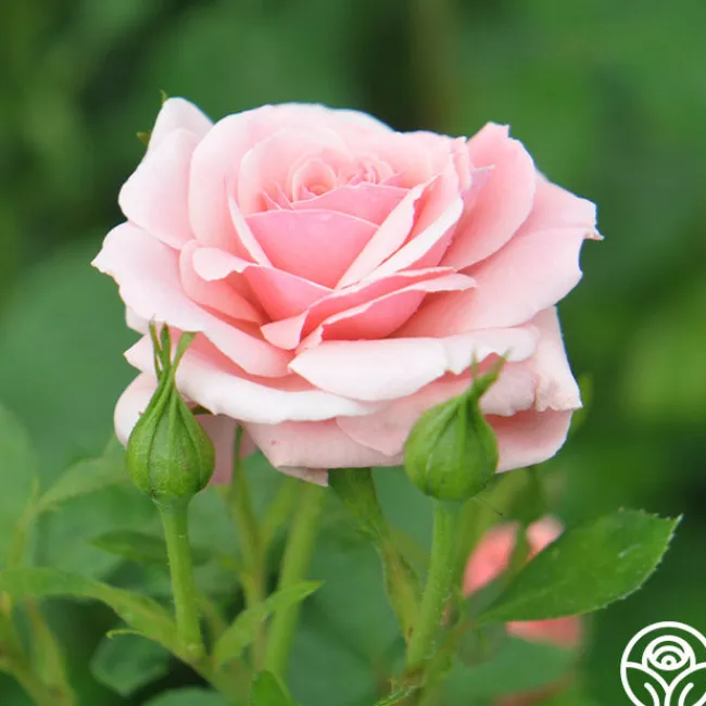 Sexy Rexy®>Heirloom Roses