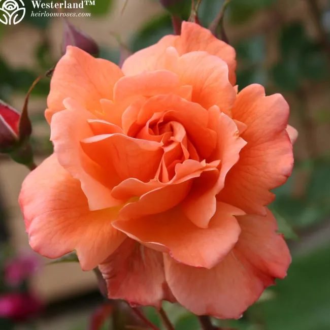 Shade-Tolerant Collection>Heirloom Roses Hot