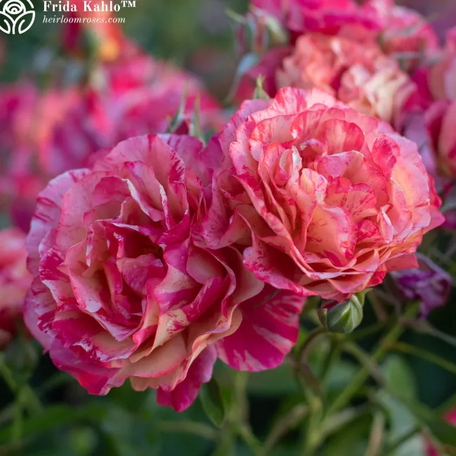 Shade-Tolerant Collection>Heirloom Roses Hot