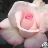 Sheer Bliss>Heirloom Roses Clearance