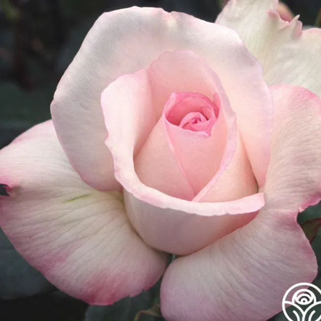 Sheer Bliss>Heirloom Roses Clearance