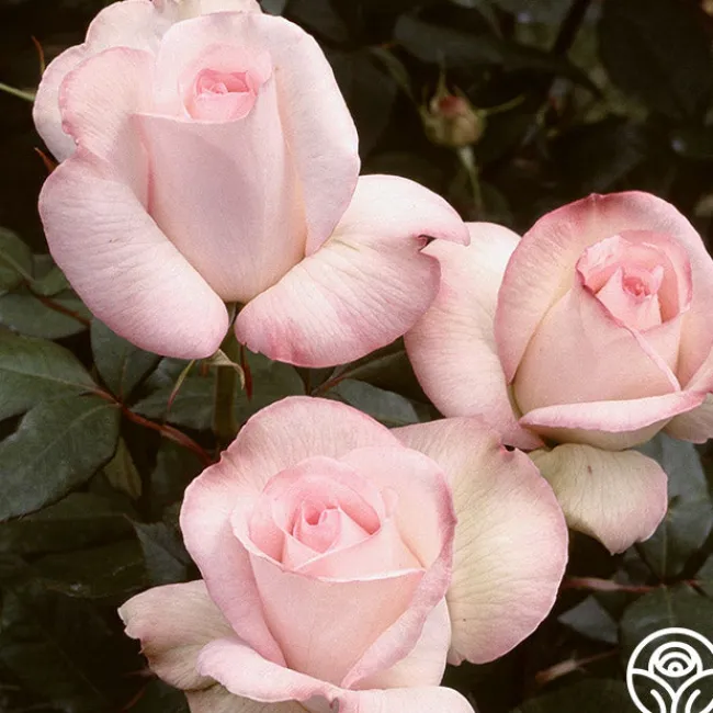 Sheer Bliss>Heirloom Roses Clearance