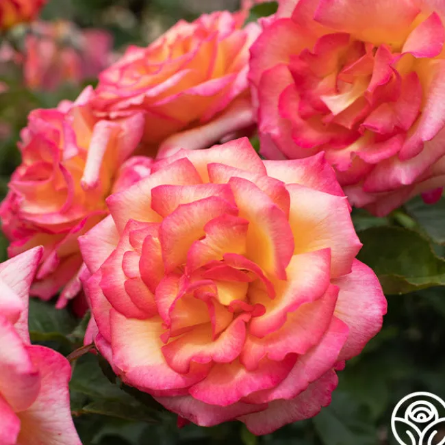 Sheila's Perfume>Heirloom Roses Outlet