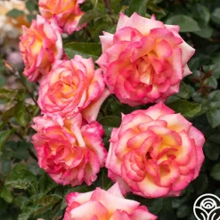 Sheila's Perfume>Heirloom Roses Outlet