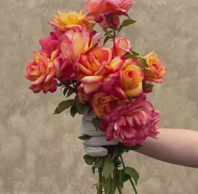Sheila's Perfume>Heirloom Roses Outlet