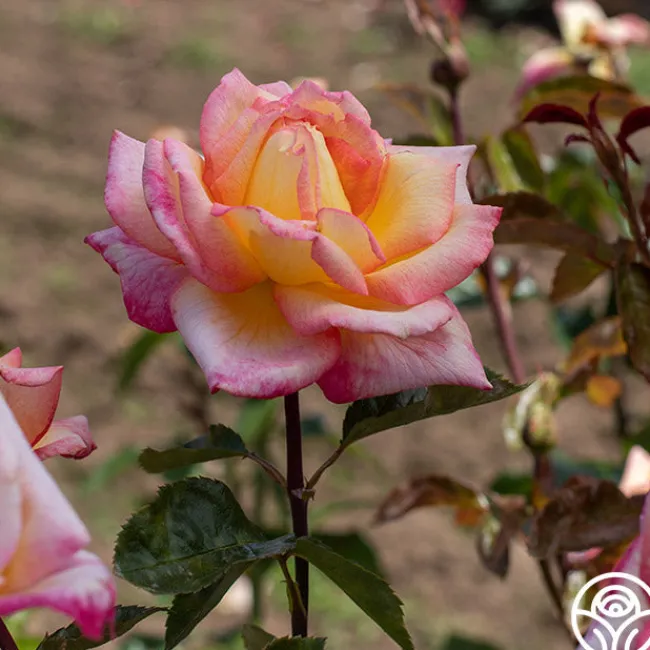 Sheila's Perfume>Heirloom Roses Outlet