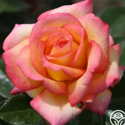Sheila's Perfume><noscript><img width=