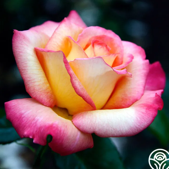 Sheila's Perfume>Heirloom Roses Outlet