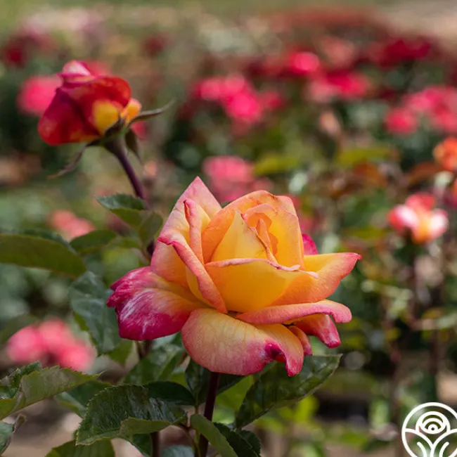 Sheila's Perfume>Heirloom Roses Outlet