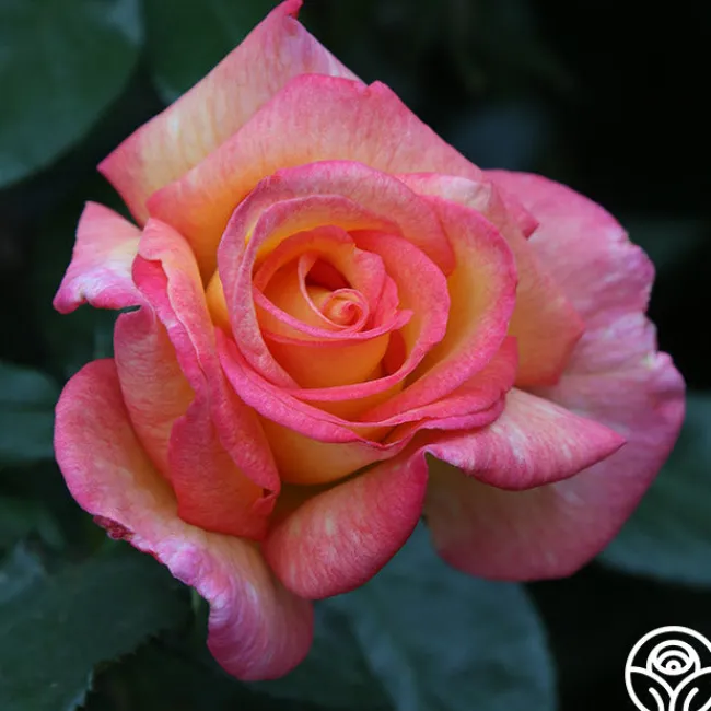 Sheila's Perfume>Heirloom Roses Outlet
