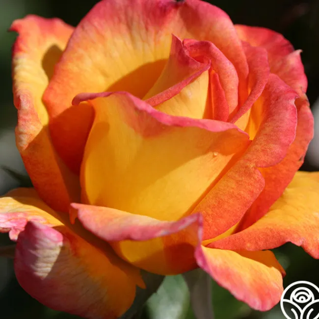 Sheila's Perfume>Heirloom Roses Outlet