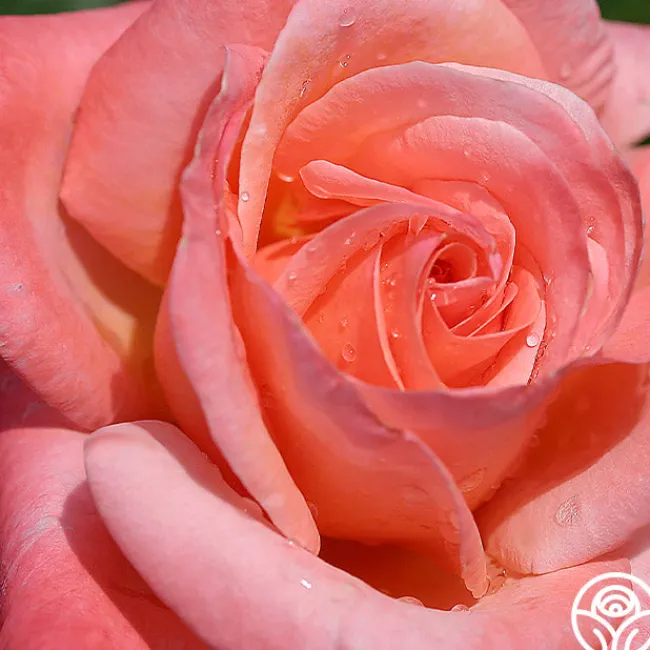 Silver Jubilee®>Heirloom Roses Discount