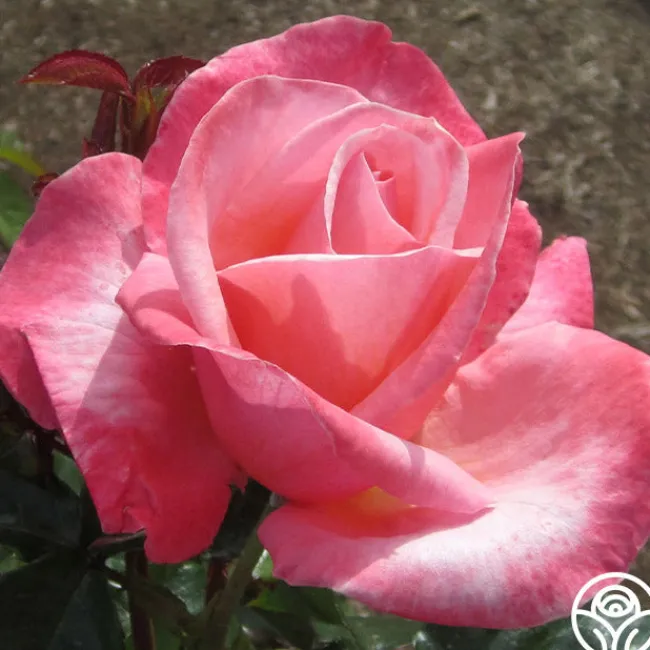 Silver Jubilee®>Heirloom Roses Discount