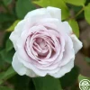 Silver Shadows>Heirloom Roses Hot