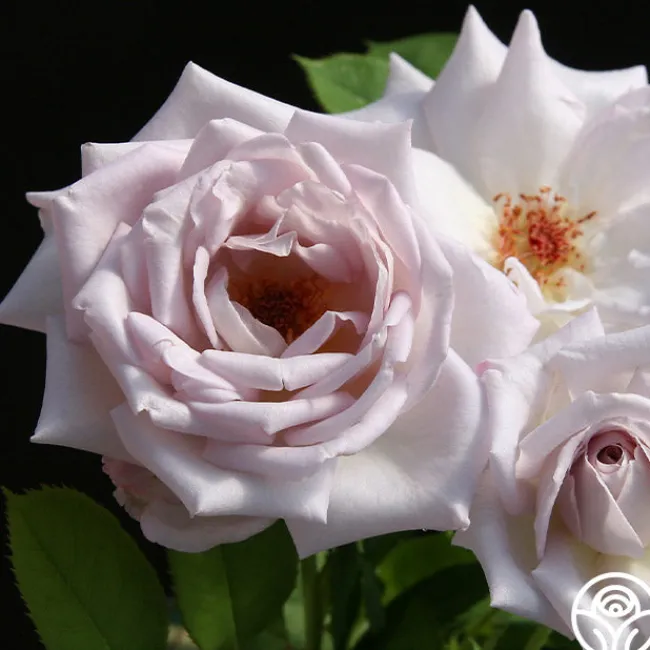 Silver Shadows>Heirloom Roses Hot