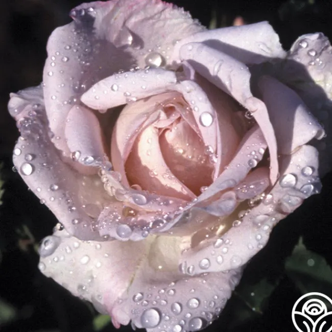 Silver Shadows>Heirloom Roses Hot