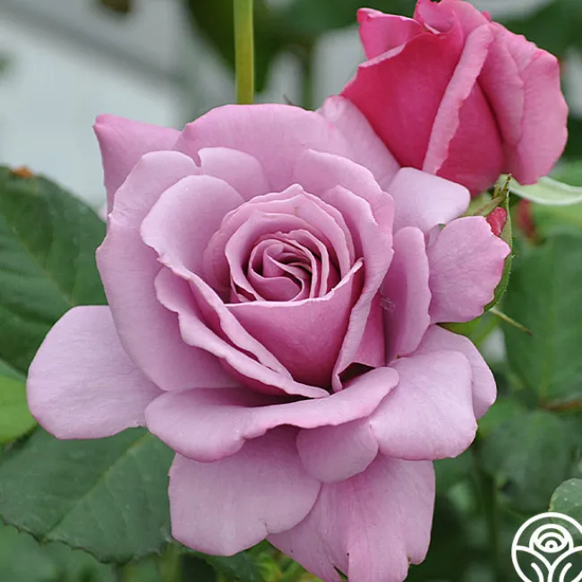 Silver Star ™>Heirloom Roses Online