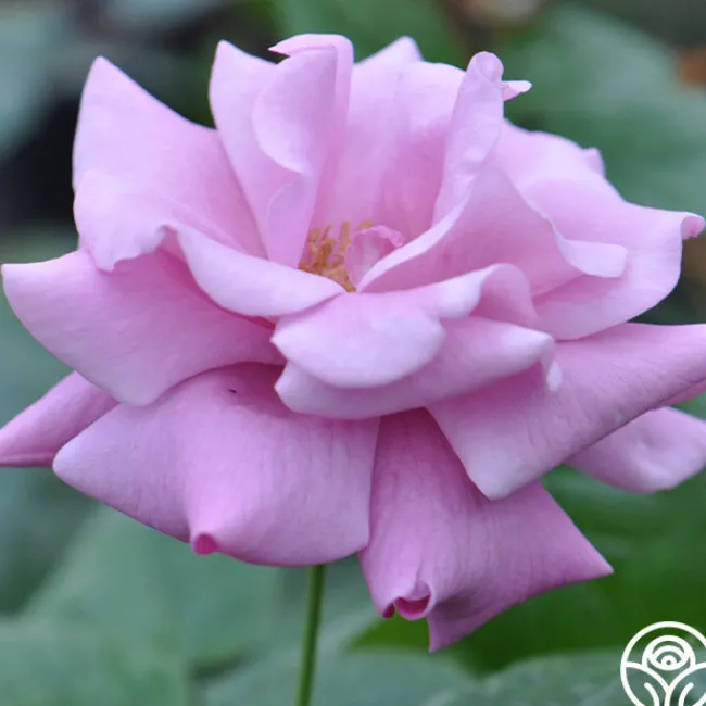 Singin' The Blues>Heirloom Roses