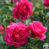 Sir John Betjeman>Heirloom Roses Sale