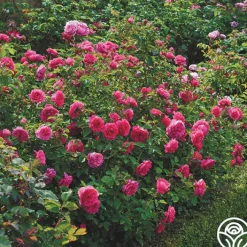 Sir John Betjeman>Heirloom Roses Sale