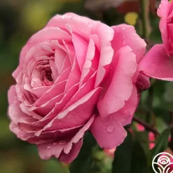 Sister Emmanuelle™>Heirloom Roses Online