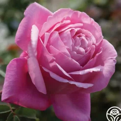 Sister Emmanuelle™><noscript><img width=