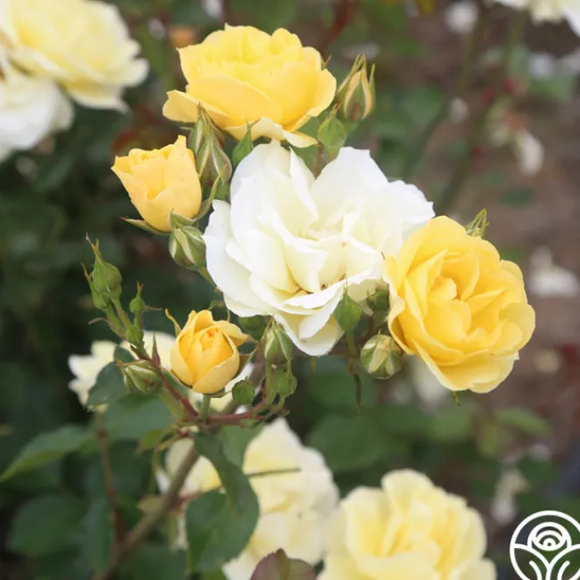 Sky's The Limit™>Heirloom Roses Best