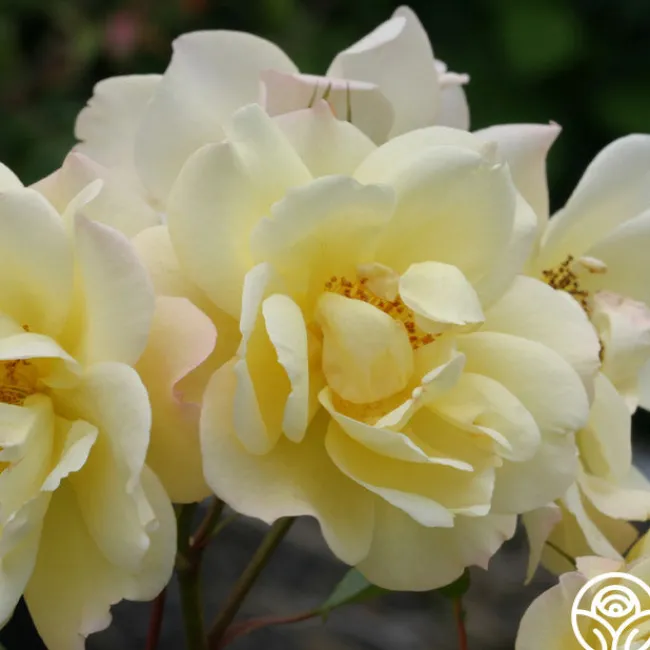 Sky's The Limit™>Heirloom Roses Best