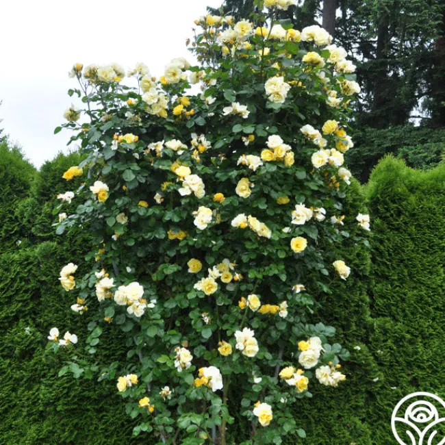 Sky's The Limit™>Heirloom Roses Best