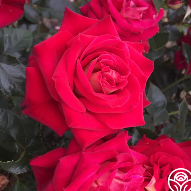 Smart & Sassy>Heirloom Roses Outlet