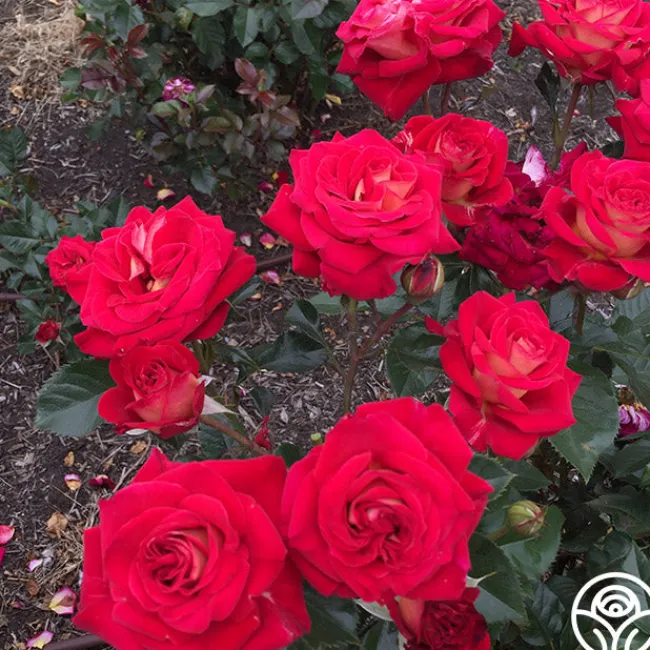 Smart & Sassy>Heirloom Roses Outlet