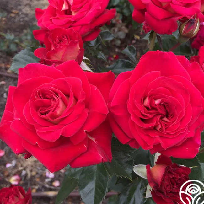 Smart & Sassy>Heirloom Roses Outlet