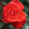 Smokin’ Hot™>Heirloom Roses Discount