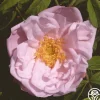 Snow Pavement>Heirloom Roses Online