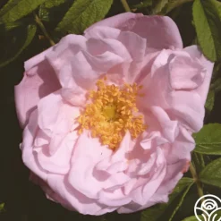 Snow Pavement>Heirloom Roses Online
