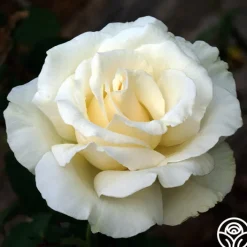Snow Queen>Heirloom Roses Hot