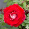 Snowfire>Heirloom Roses New