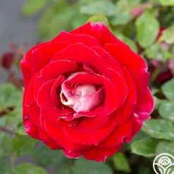 Snowfire>Heirloom Roses New
