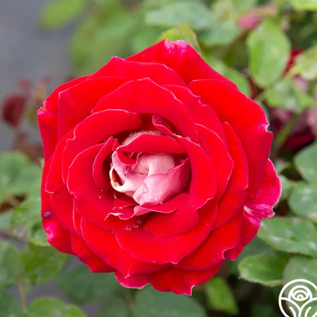 Snowfire>Heirloom Roses New