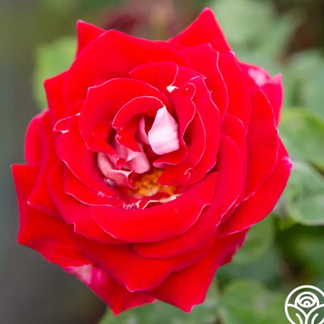 Snowfire>Heirloom Roses New