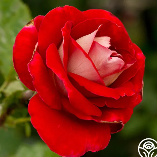 Snowfire>Heirloom Roses New