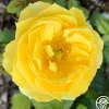 Soaring To Glory>Heirloom Roses Best